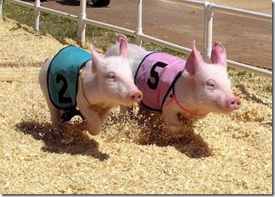 pig-racing-1