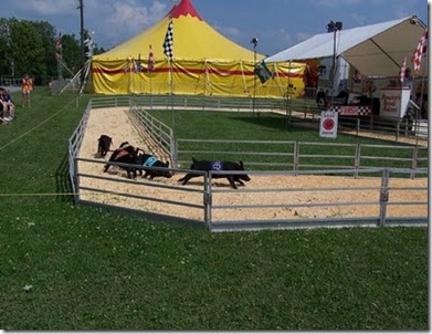 pig-racing-2