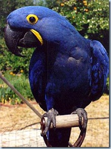 Hyacinth_Macaw