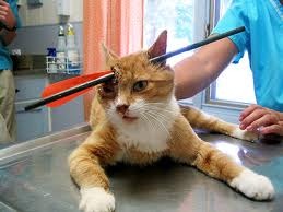 [kucing13.jpg]