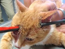 [kucing43.jpg]