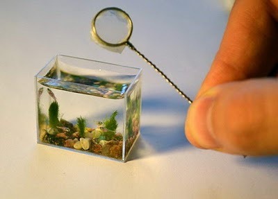 [smallest-aquarium1[2][4].jpg]