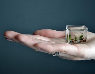 [smallest-aquarium5[2][3].jpg]