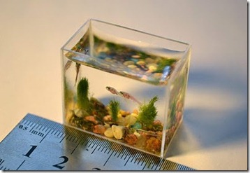 smallest-aquarium2[2]
