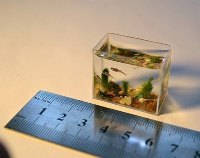 [smallest-aquarium3[2][3].jpg]