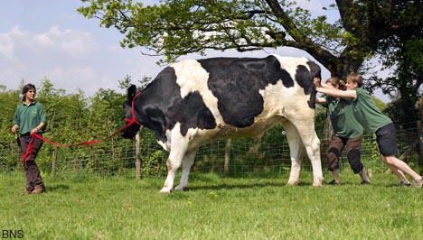 [chilli-worlds-largest-cow1[3].jpg]