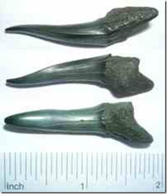 goblin shark teeth goblin shark teeth