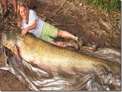  Ikan  Lele  Terbesar  di  dunia  nama yang unik