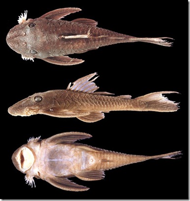 Lasiancistrus schomburgkii AUM 35541 87.3 mm SL Lasiancistrus schomburgkii AUM 35541 87.3 mm SL