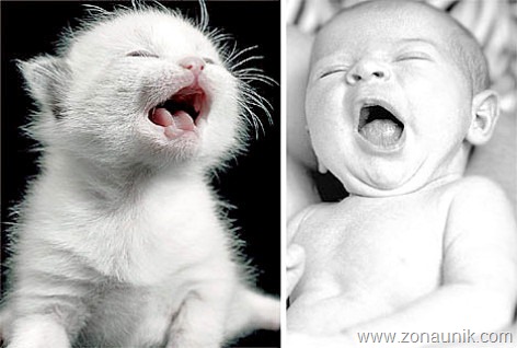 [BABIES-CATS-1[2].jpg]
