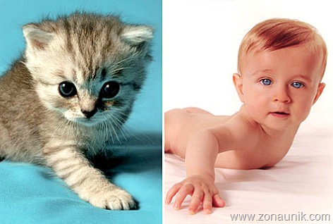 [BABIES-CATS-2[2].jpg]