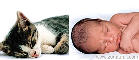 [BABIES-CATS-4[2].jpg]