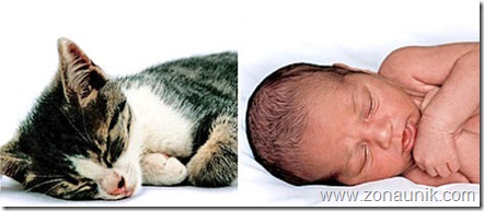 BABIES-CATS-4