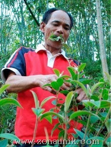[pemakan rumput[2].jpg]