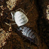 Pillbug (shedding)