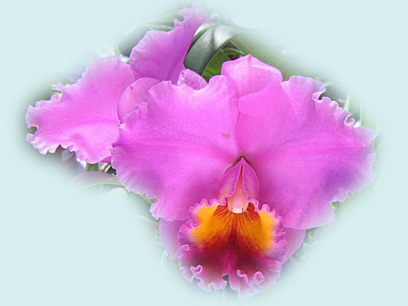 beautiful_orchid_wallpaper_1024x768_1494