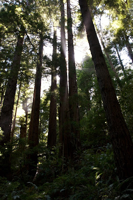 Escape To Butano: Your Northern California Redwood Retreat