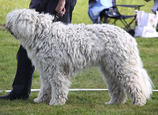 as%20komondor%20jongreu.jpg
