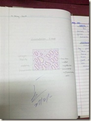 granulation tissue diagram H&E