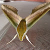 Yam Hawk Moth