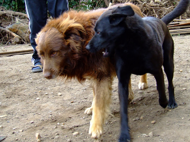 DSCF4075.JPG