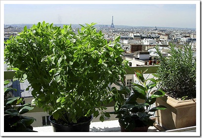 ABB-EiffelTowerViewW-Plants