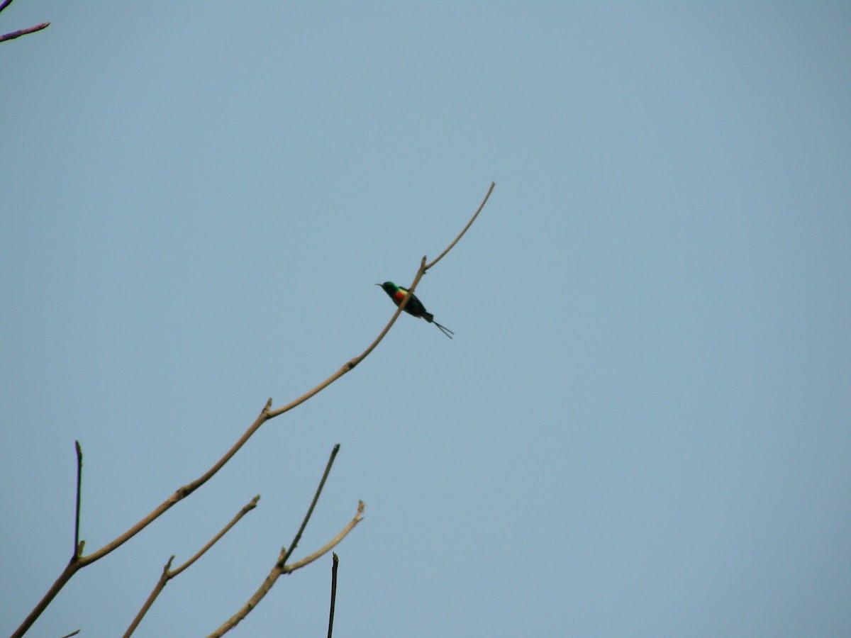 Beautiful sunbird