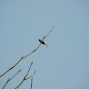 Beautiful sunbird