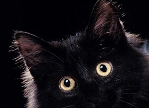 gatto-nero-scaramanzia