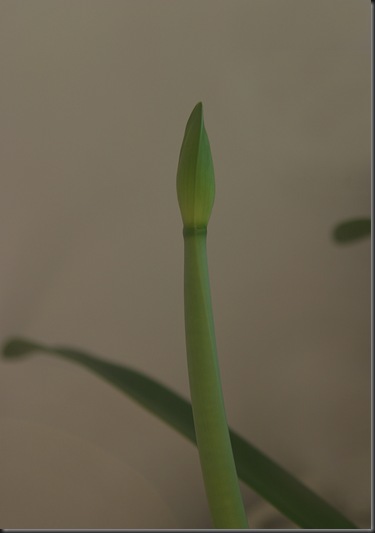 clone flower pod