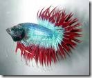 ornamental_fish