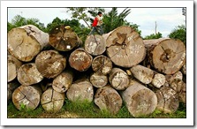 indonesia_woodworking_timber_export