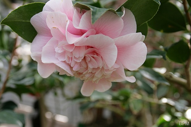 [camellia3[6].jpg]