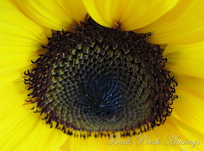 sunflowerg