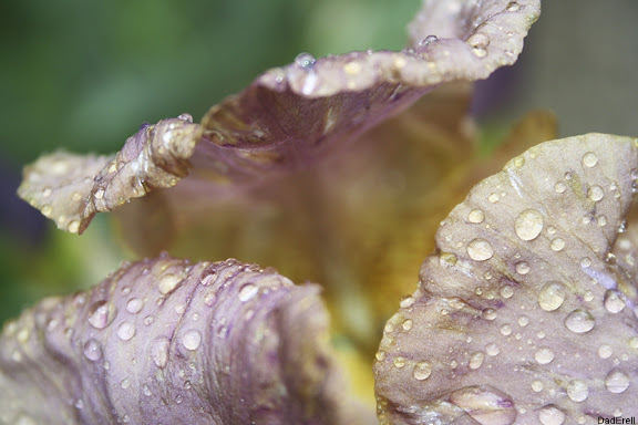 Gouttes d'eau sur des pétales d'iris.