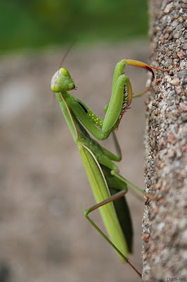 Sauterelle sur un mur.