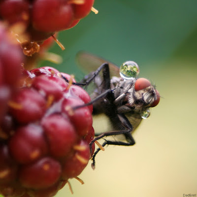 Gouttes d'eau sur une mouche posée sur des mûres