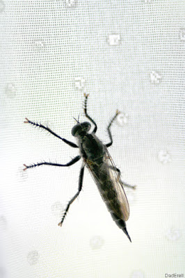Insecte sur un rideau