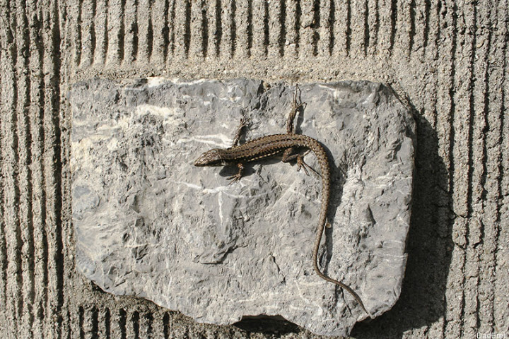 Lézard sur un mur