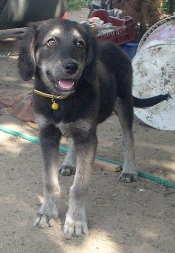 bundi.JPG