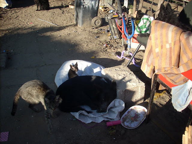 DSCN4317.JPG