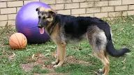 German Shepherd Tail, Rare German Shepherd Having Curl Up Tail Youtube - Because it is a hereditary fault, the possibility of fixing it is nothing.
