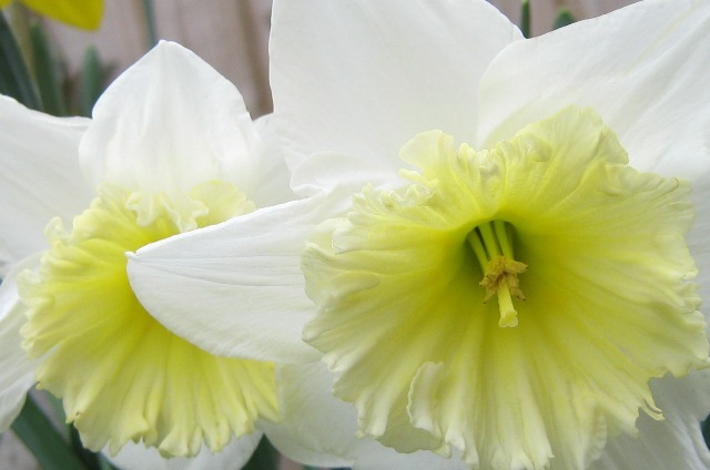 [Daffodil2[3].jpg]
