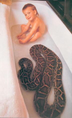 snake.jpg