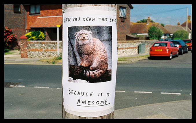 Lost (And Found) Pet Signs Seen On lolpicturegallery.blogspot.com