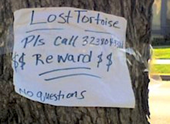 Lost (And Found) Pet Signs Seen On lolpicturegallery.blogspot.com