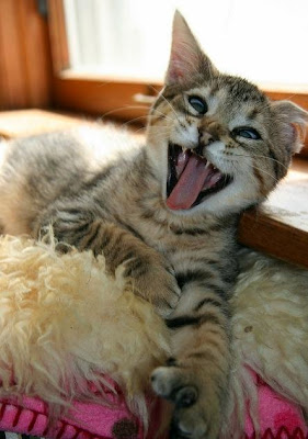 Cross-Eyed Cat Seen On  www.coolpicturegallery.us