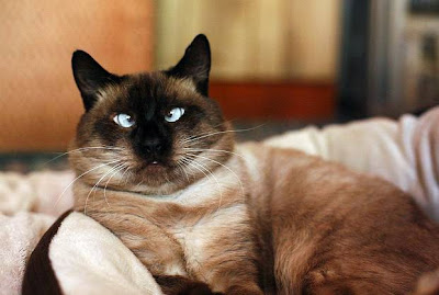 Cross-Eyed Cat Seen On  www.coolpicturegallery.us