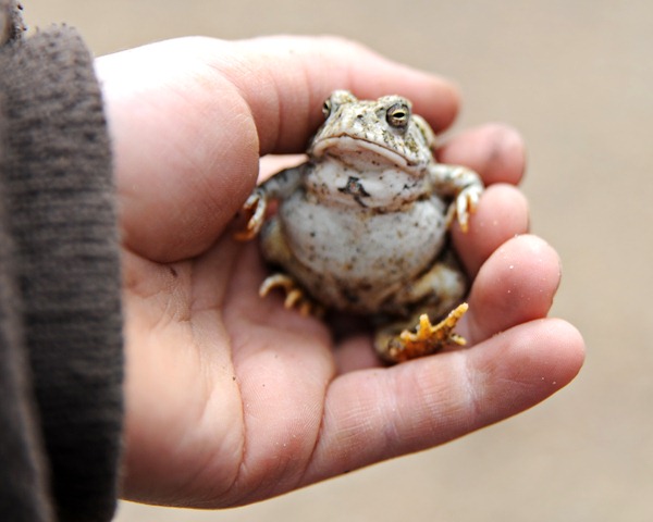 [Frogger[4].jpg]