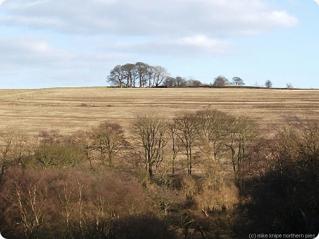 brown fields and trees